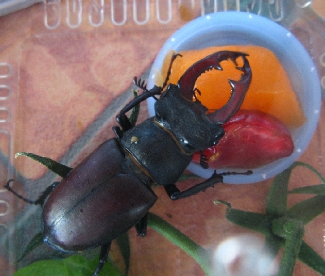 ho trovato un Lucanus Cervus (Cervo Volante) consigli grz